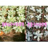 密桃仙子/佛珠肉肉植物哪里有批发$种植户联系方式#