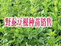 野蚕豆根小苗哪里卖