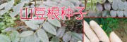 山豆根（又叫胡豆莲）|种子信息