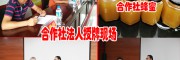 合作社蜂蜜多少钱一斤