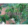 车厘子树苗新品种批发多少一棵