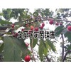 车厘子水果种植技术资料和注意事项