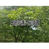 规格直径8-15公分核桃大树销售信息_云南农业公司