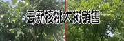 云新核桃大树_直径8-15公分图片信息