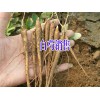 白芷种子多少钱？