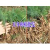 天冬价格是多少钱一斤@天冬种子图片