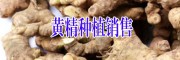云南/四种黄精多少钱?