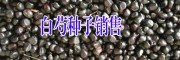 白芍成品哪里在种植销售#2017白芍一亩地需要多少种子