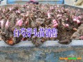 四川巴中白芍种子价格#白芍多少钱一斤