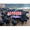 会泽火红黑山羊肉特点