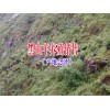 云南养30只黑山羊要多少钱|云南会泽哪里有黑山羊出售
