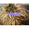 天冬种植户销售优质种子(苗)