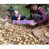 大理核桃哪家的好%农户自产自销核桃价格（批发）