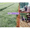 大理云龙白合种植基地（食用百合）介绍*适合云南种植的百合种子