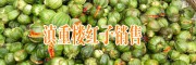 普洱景东哪里有重楼销售#镇沅七叶一枝花种子价格