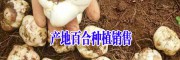 今日鲜百合批发价格#基地百合种植销售批发
