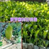 菠萝蜜苗|海南叶成秀菠萝蜜树苗供应商