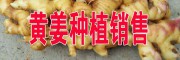 云南黄姜市场信息#红河黄姜产地多少钱一斤