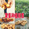 今日黄姜销售价格是多少?
