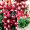 产区草果小苗哪里好#云南草果红河哪里有苗卖