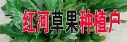 今日草果销售价格是多少?