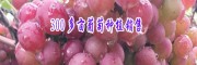 昭通葡萄多少钱一斤