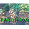 云南建水当归采购市场