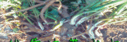 建水当归种植网