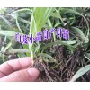 云南白芨小苗哪家好+大理/丽江/德宏白芨小苗育苗示范地