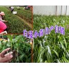 药材白芨种苗+白芨种植直播苗哪里有卖?