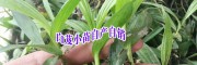 白芨1.2.3年苗图片+云南白芨育苗公司