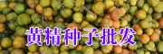 滇黄精市场价值是多少？