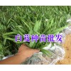 大理/楚雄/保山白芨小苗批发市场在哪里?+大理