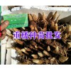 红河/大理/保山七叶一枝花多少钱?大理振轩生物科技有限公司
