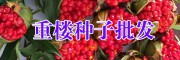 云南滇重楼种子图片_