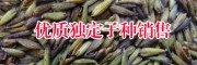 供应金铁锁（独定子）种子的公司