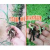 白芨直播苗(15924791418)◆白芨直播苗◆白芨直播技术