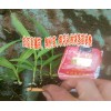 今日白芨直播驯化苗|云南佳白芨种植时间 |+15924791418