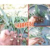 今日黄精种苗&云南哪里有黄精种植销售&	黄精价格