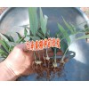 云南佳白芨种植时间 |曲靖会泽白芨块茎集中肓苗技术