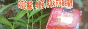 白芨种苗多少钱一公斤|白芨/黄精种子种苗/白芨苗/直播苗图片