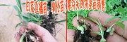 销售【白芨/黄精种子种苗/公司