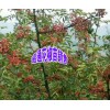 云南青花椒苗图片大全+云南正宗的青花椒苗+云南青花椒苗