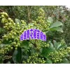 青花椒苗哪里多？昭通花椒苗-鲁甸小寨青花椒苗圃