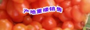 全国重楼价格走势+产地重楼价格