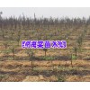 昆明附近紫丹参、峦树、海棠、油桃种植基地_昆明哪里有紫丹参