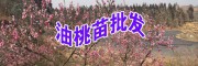 油桃树苗_昆明油桃小苗厂家批发+昆明农庄