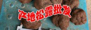 黑松露多少钱一斤|黑松露产地