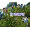 屏边县中药材种植有限公司#屏边红根野蚕豆