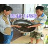 2017红根野蚕豆人工种植#红根野蚕豆多少钱
